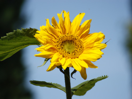 Sterke zonnebloemen voor sterke spieren