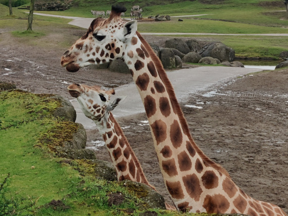 Halve marathon voor Max