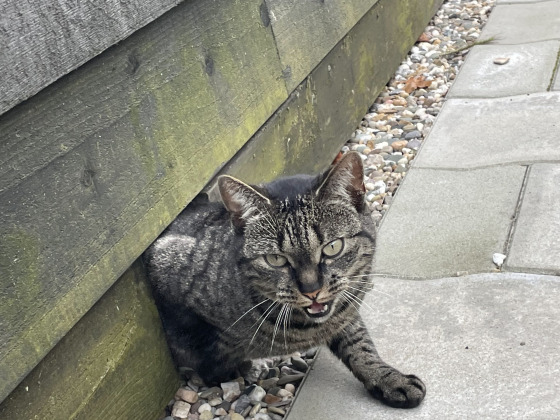 Geit en Luca zamelen geld in